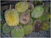 Un durian
